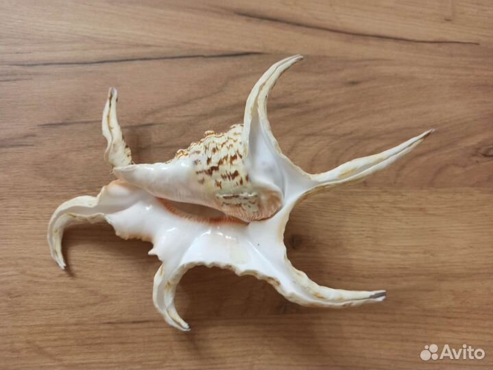 Морская раковина