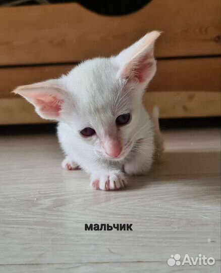 Ориентальные котята