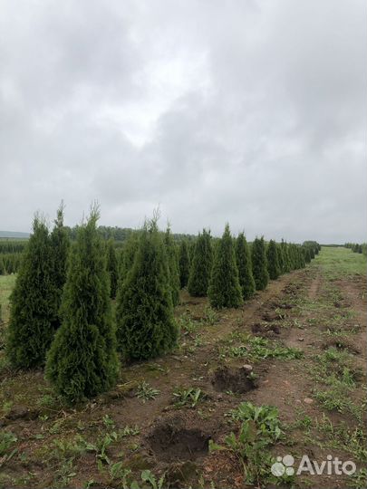 Туи сортовые:Брабант,Смарагд,Колумна