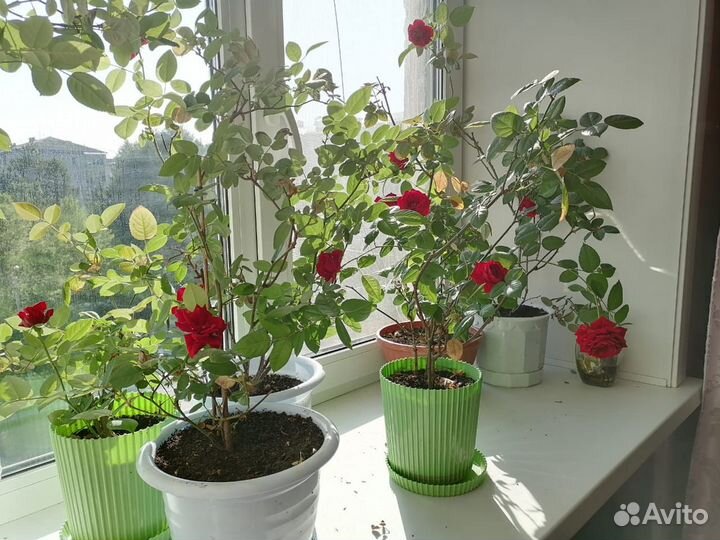 Комнатные цветы розы