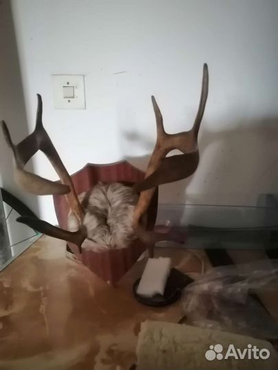 Продам рога оленя
