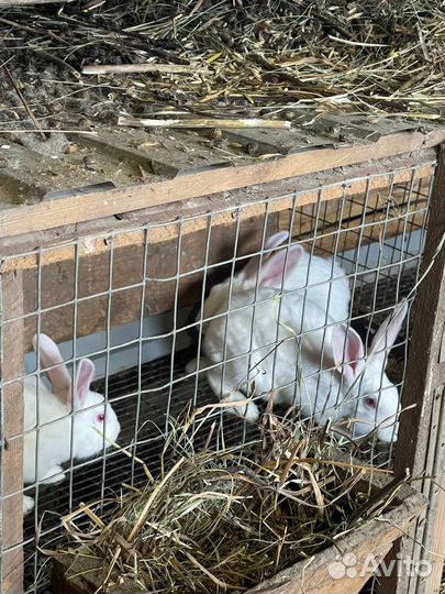 Кролики Белый Паннон