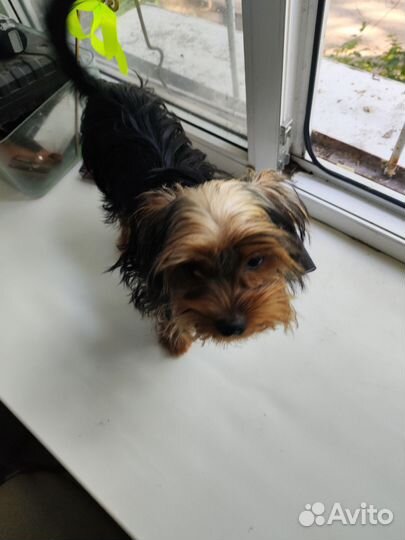 Йоркширский терьер