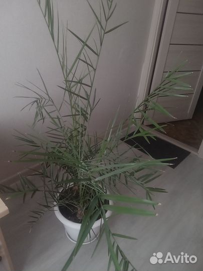 Финиковая пальма