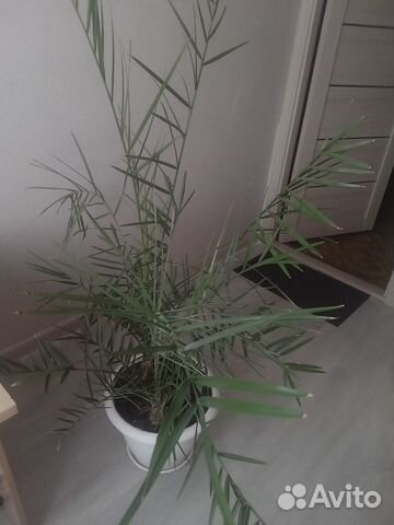 Финиковая пальма