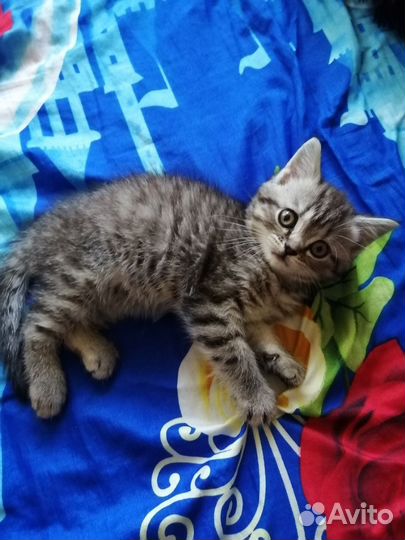 Кошка в дар