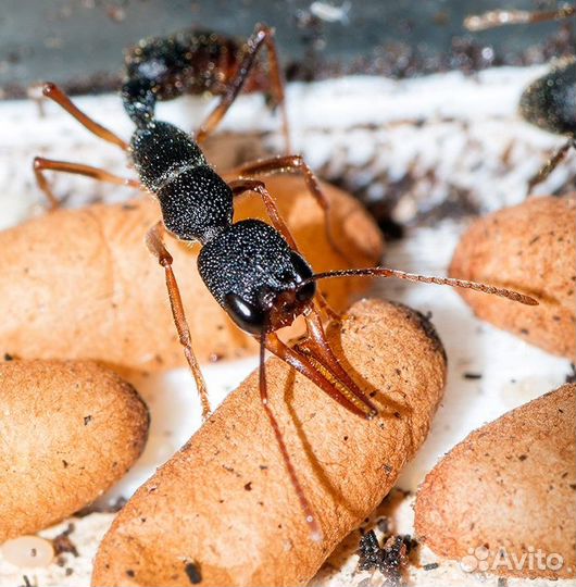 Муравьи Венаторы, Harpegnathos venator оптом и в р