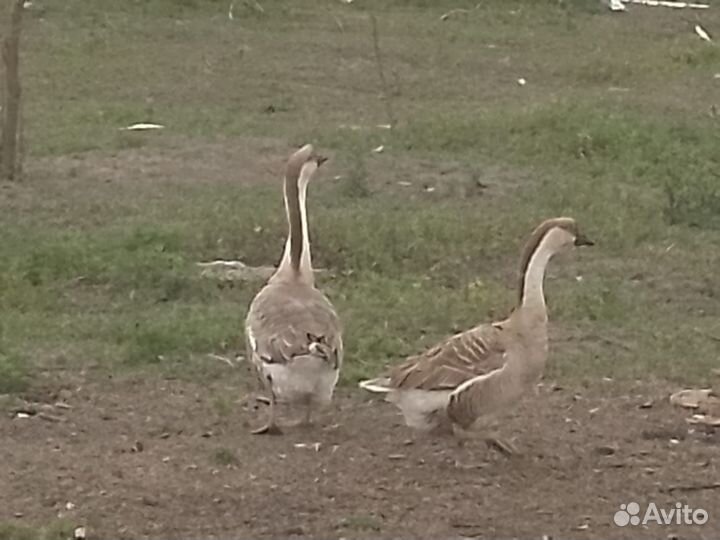 Утки и гуси