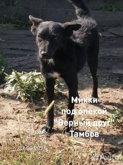 Микки ищет дом