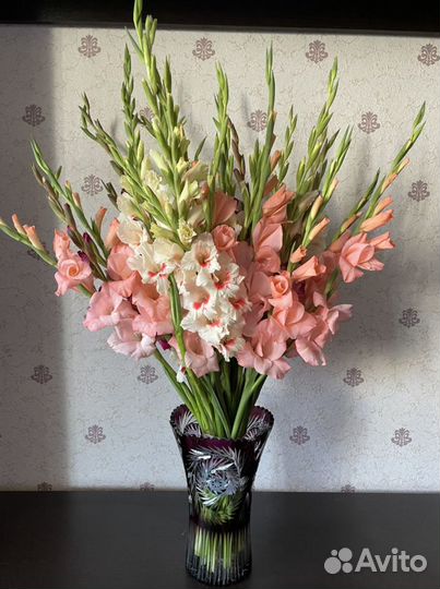 Гладиолусы букет свежий срез