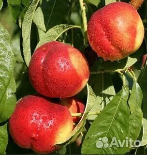 Плодовые деревья в ассортименте