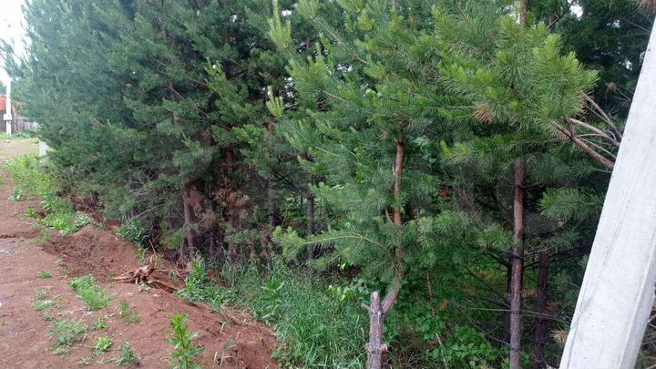 Участок 8,3 сот. (СНТ, ДНП)