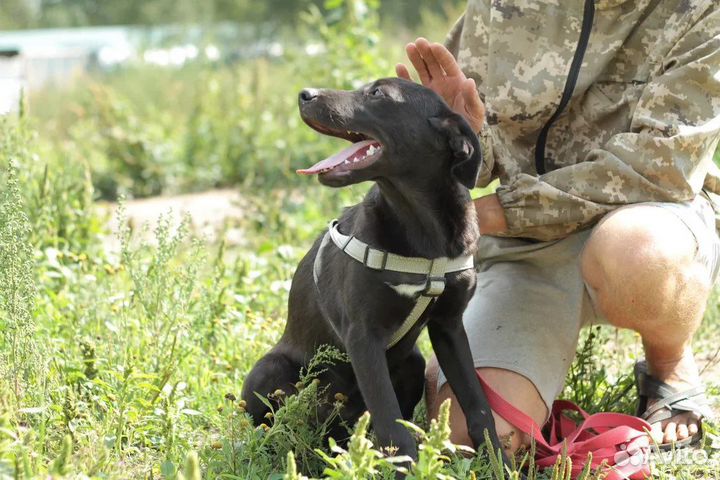 Щенок в добрые руки