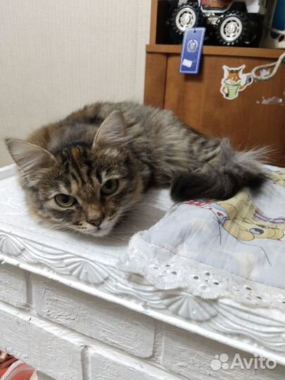 Кошечка в добрые руки