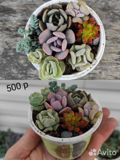 Суккуленты, садики из суккулентов