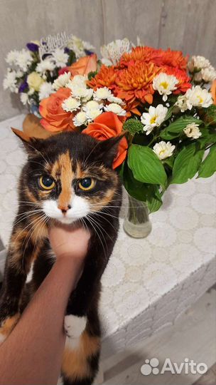 Кошка