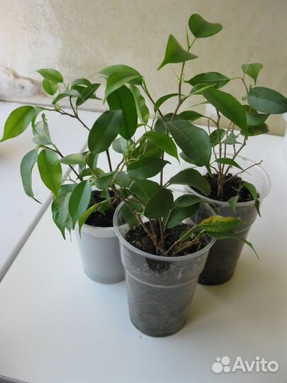 Фикус сортовой Наташа