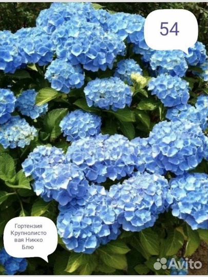 Гортензия, туя, голубика, ель, хосты