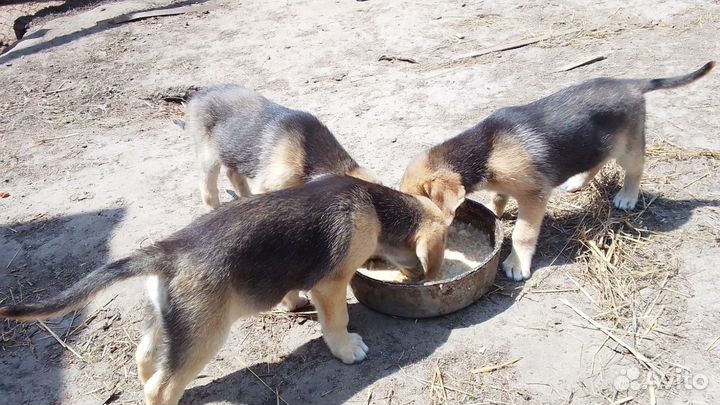 Щенки русской гончей