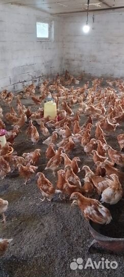 Куры несушки подрощенные