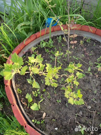 Крыжовник красный