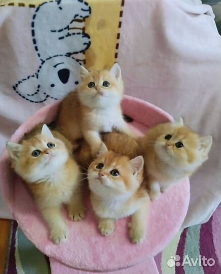 Шотландские котята