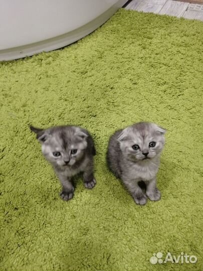 Шотландская вислоухая кошка