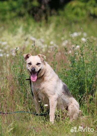 Милая Леся, стерилизована