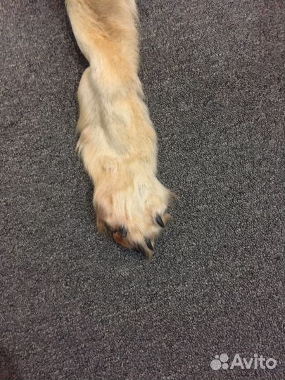 Шкура волка