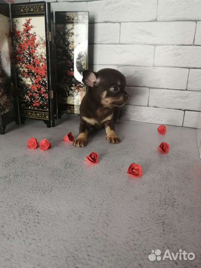 Щенки чихуахуа