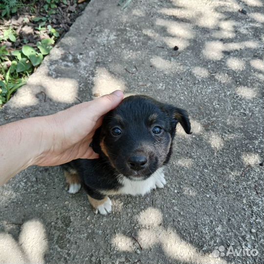 Собака в добрые руки щенок