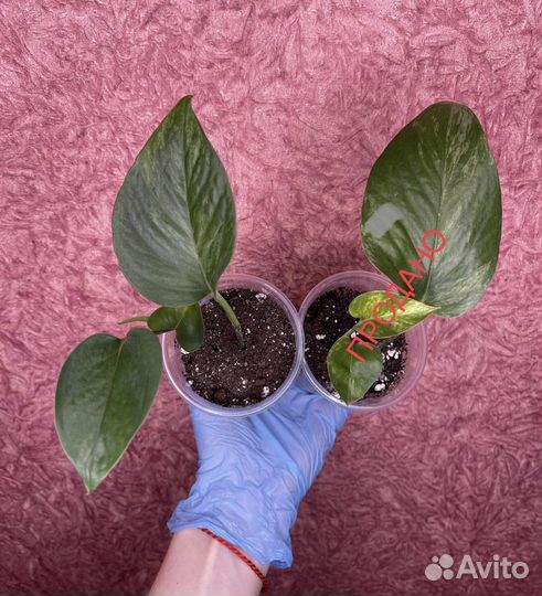 Epipremnum/Scindapsus «Marble Queen» (Сциндапсус)