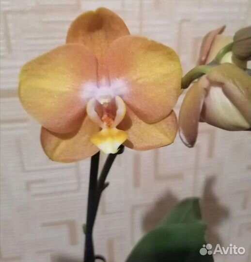 Орхидея