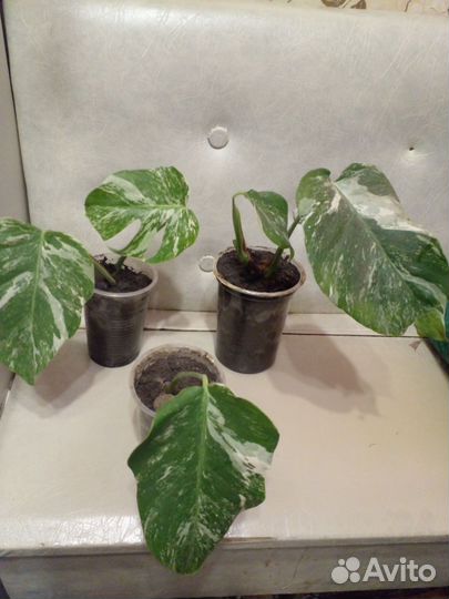 Диффенбахия. Драцена.Монстера альба.Спатифилум вар