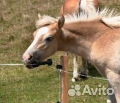 Электропастух