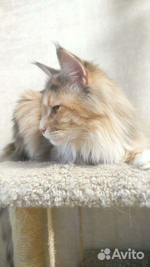 Котята Мейн-кун