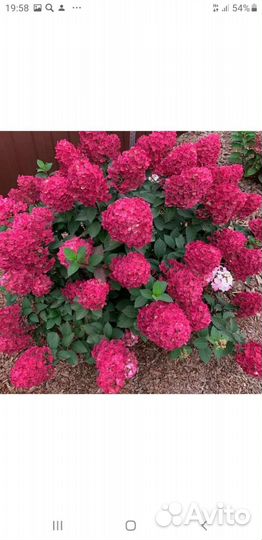 Черенки гортензии метельчатой