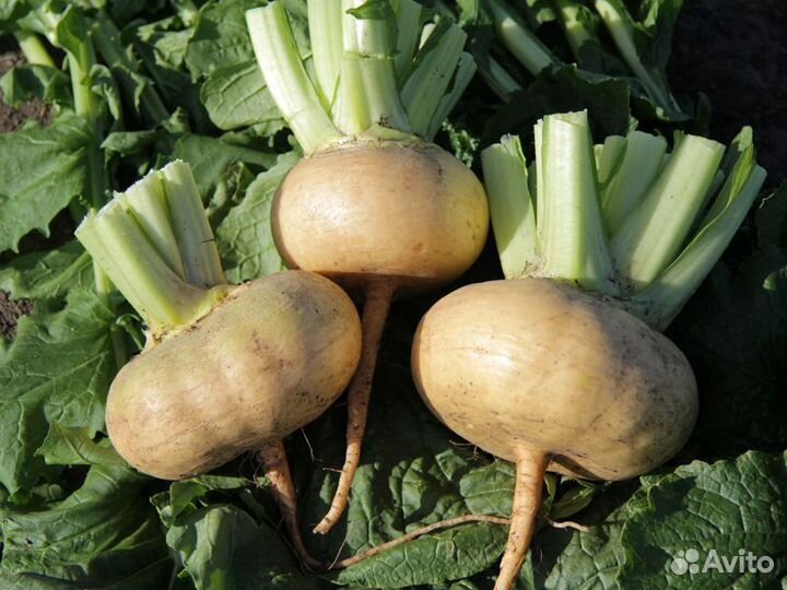 Семена Репы 