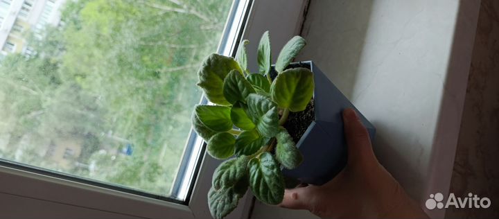 Фиалки детки