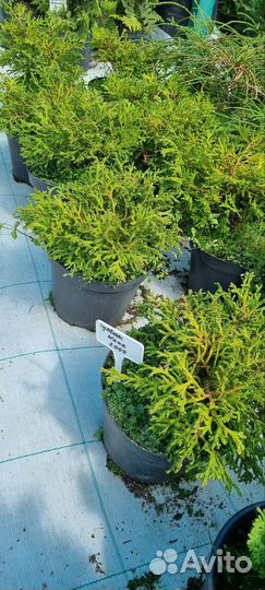 Туевик Нана