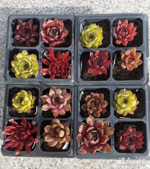 Молодило сортовое (каменная роза)