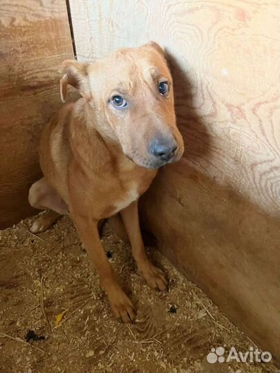 Собака из приюта ищет дом