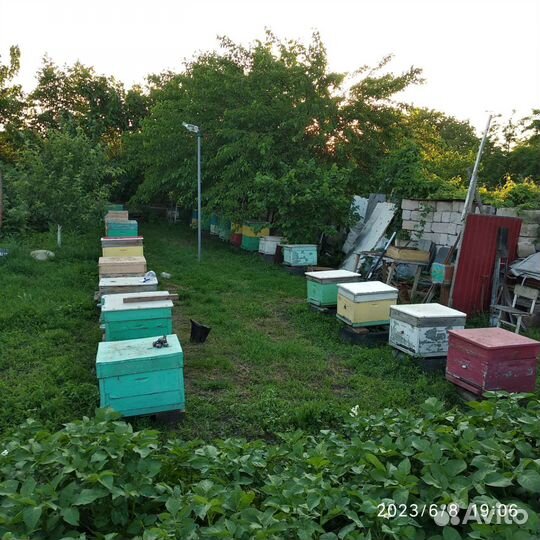 Улей с пчелами