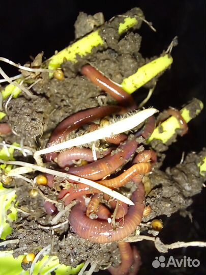 Черви для рыбалки
