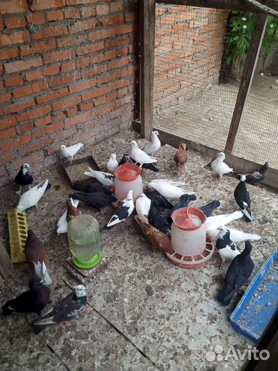 Продажа голубей