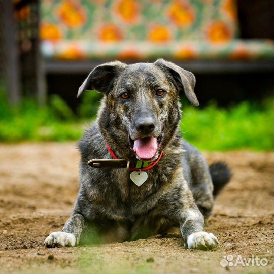 Маковая. Манечка в добрые руки