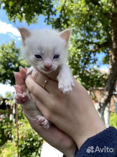 Котята в самые добрые руки
