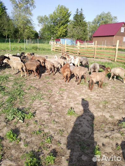 Овцы барашки кролики