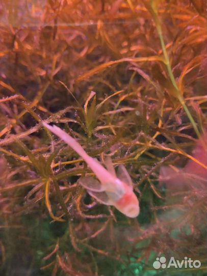 Анцитрусы вуалевые