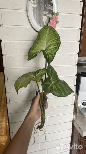 Сингониум батерфляй